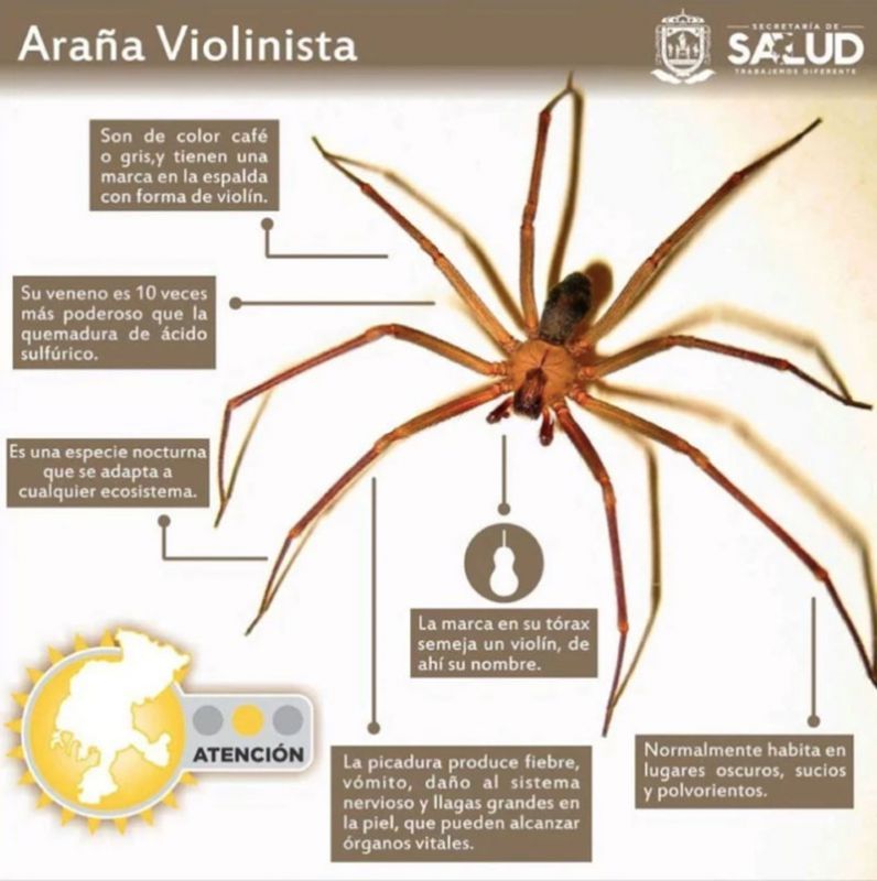 Cómo identificar a la araña que dejó internada a una niña y qué hacer ante una picadura