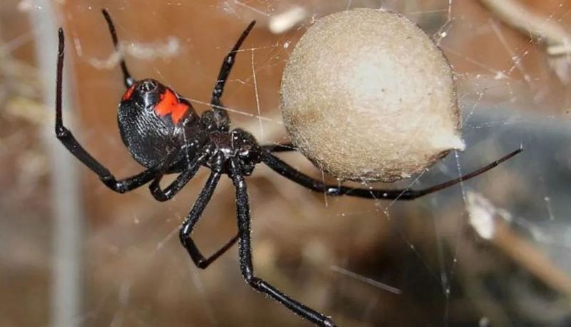 Tres chicos se dejaron picar por una peligrosa araña para convertirse en Spiderman
