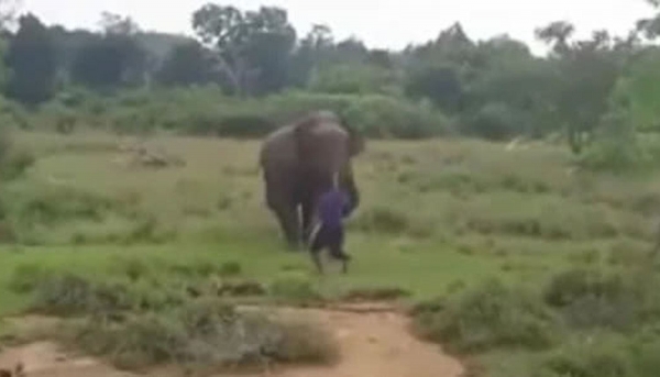 Un hombre intentó hipnotizar a un elefante y murió aplastado por una de sus patas
