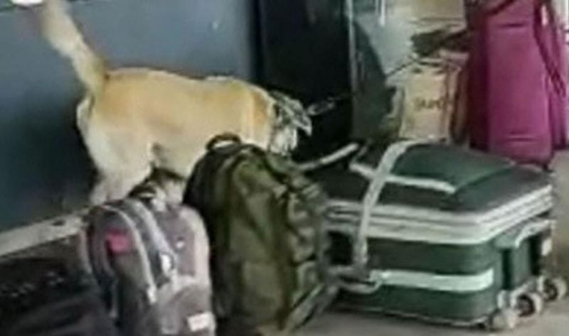 Perro ''Balton'' frustró envío de 5 kilos de marihuana a Santiago
