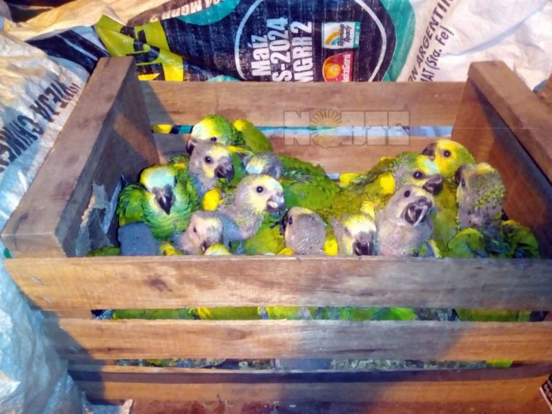 Rescataron 280 ejemplares de loro hablador cerca de Taco Pozo