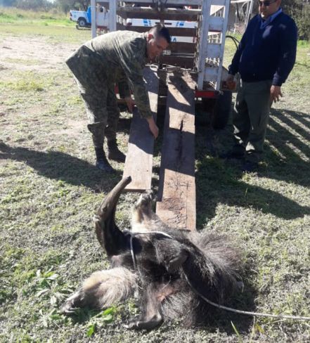 Capturaron un oso hormiguero en una vivienda de Los Frentones