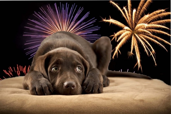 Consejos para cuidar a las mascotas en las fiestas