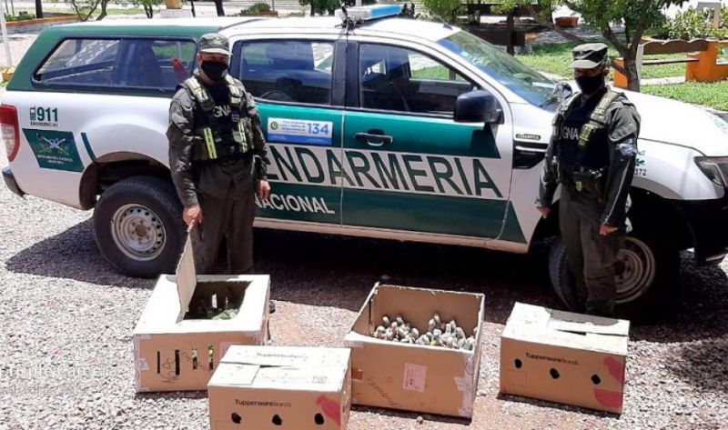 Llevaban más de 200 loros habladores escondidos en el baúl del auto