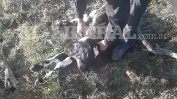 VIDEO | Sumampa: ternero con dos cabezas conmocionó a los lugareños