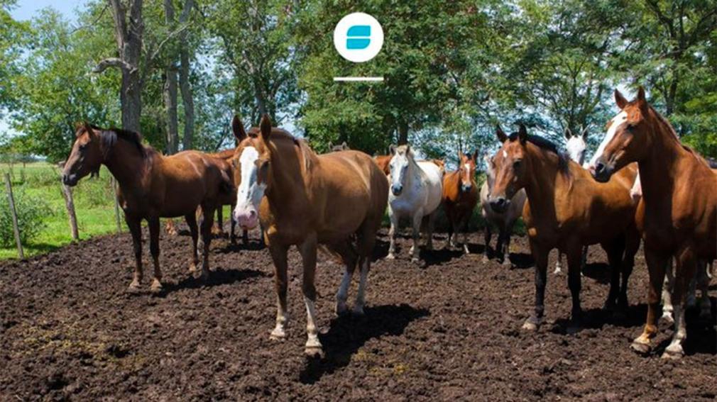 Detectaron equinos infectados por un virus que puede transmitirse a los humanos