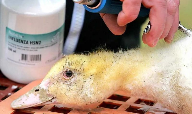 Identificaron brotes de variante de gripe aviar altamente contagiosa