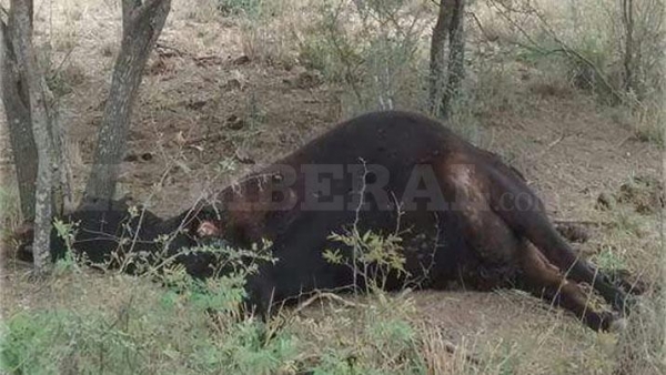 ¿Reapareció el "chupacabras"?: Encuentran animales mutilados en Salavina