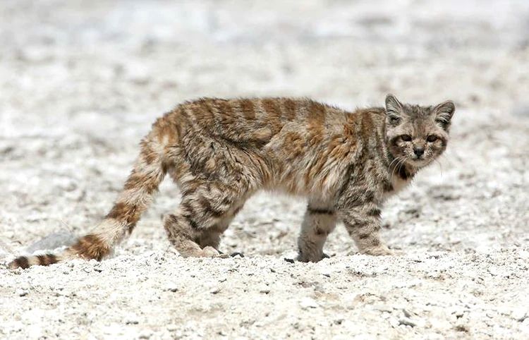 Tras 12 años, reapareció en Mendoza el animal en peligro de extinción más amenazado del continente