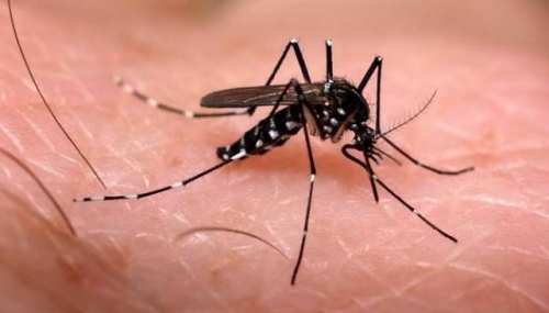 La OMS pide a viajeros que por seis meses no tengan sexo sin protección si visitaron zonas con zika