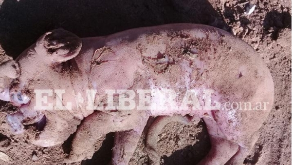 Nació un porcino con rasgos humanoides