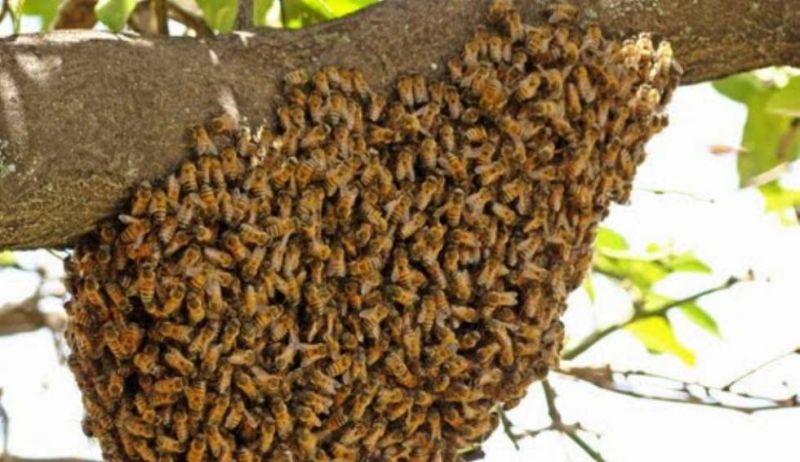 Limpiaba un campo y fue picado hasta la muerte por abejas