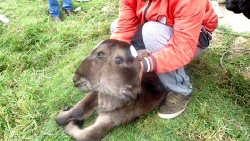 Perú: nació una vaca de dos cabezas