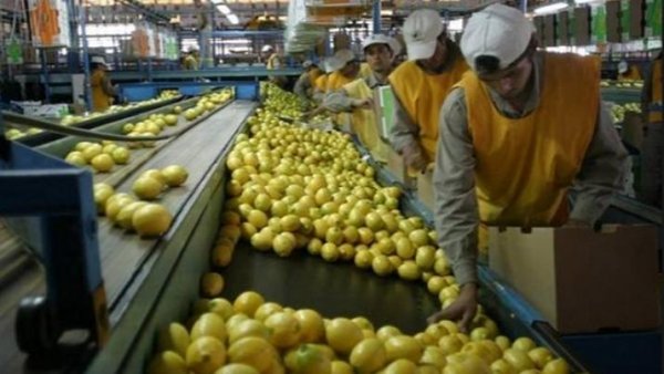 Estados Unidos permitirá el ingreso de limones argentinos desde el 27 de mayo