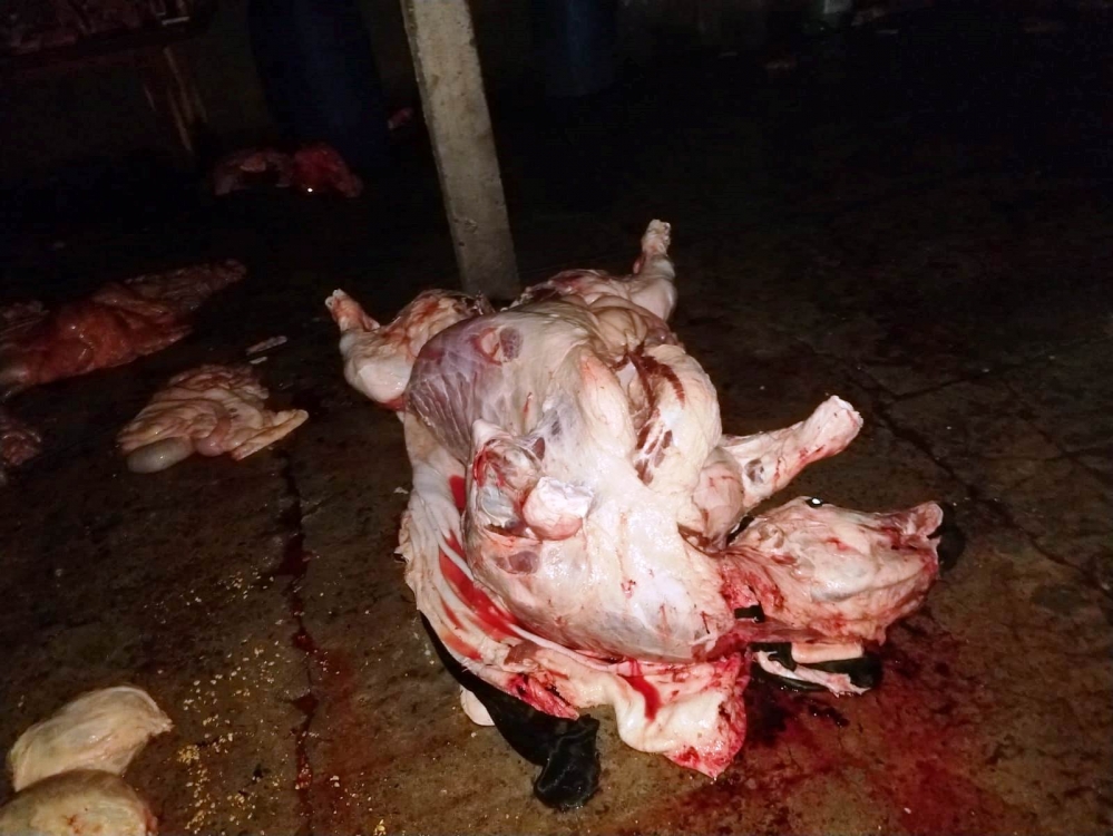 Golpe a matadero clandestino de Las Termas: reses, aves y osamenta