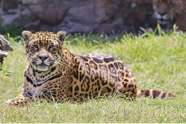 Declararon el 29 de noviembre como Día Mundial del yaguareté