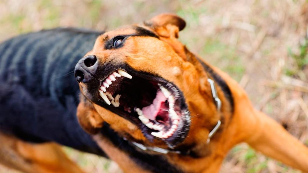 Frías: entró a robar en una vivienda, lo atacaron 7 perros y fue hospitalizado