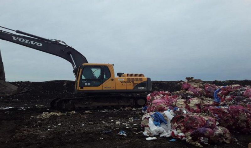 Horror: encuentran nueve fetos en descomposición en un basural