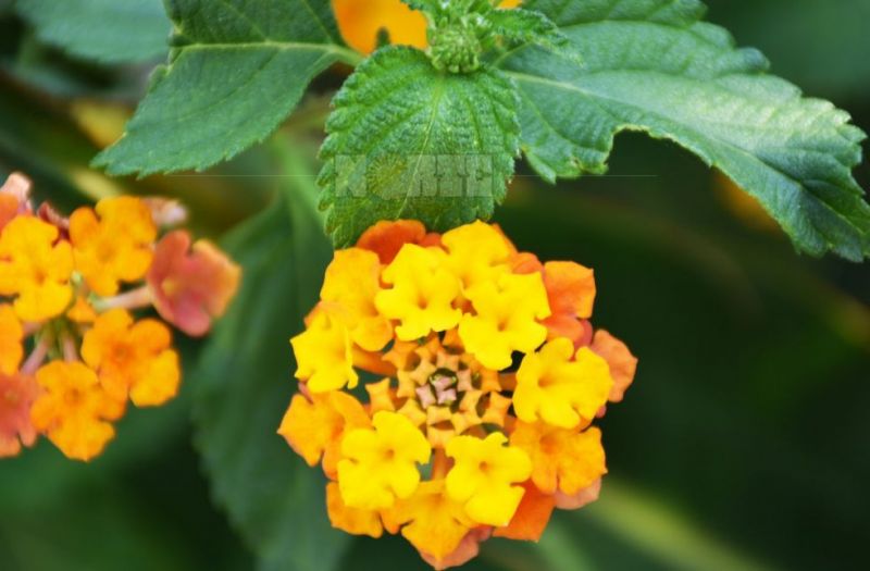 Se espera una primavera más lluviosa y con altas temperaturas para el NEA y NOA