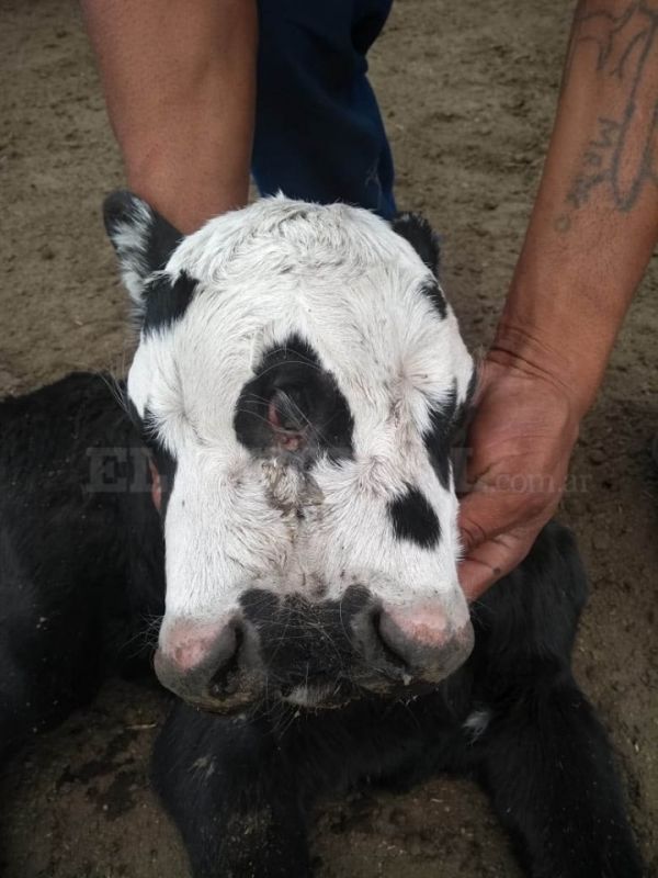 Ternero con tres ojos y dos hocicos sorprendió a lugareños