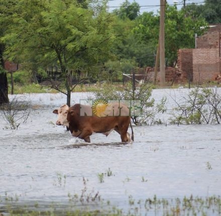 Chaco: Emergencia hídrica: cruzaba a caballo sus vacas por un canal y murió ahogado