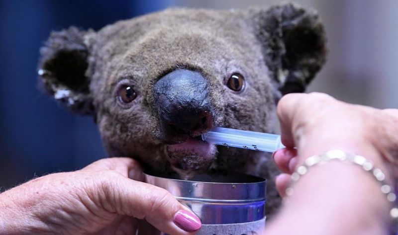 Así funciona el hospital de koalas que trata de salvarlos de la extinción