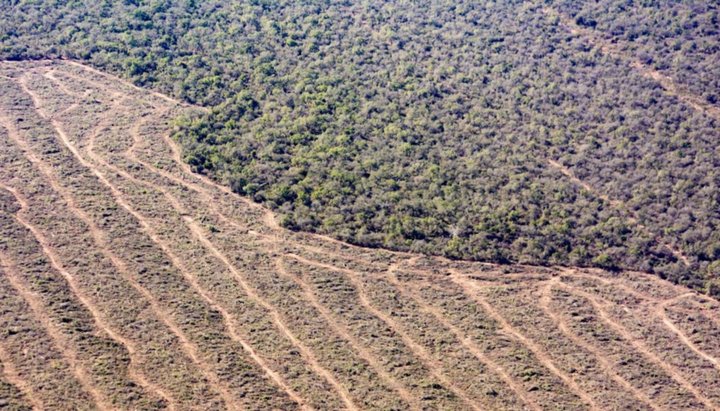 Para el campo la ley de bosques de Milei no trae grandes cambios