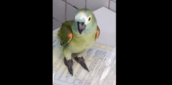 Detuvieron a un “loro narco” por avisarle a sus dueños que llegaba la policía