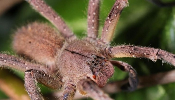 Aseguran que el veneno de una araña podría solucionar la disfunción eréctil