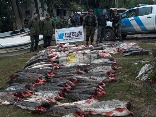 Chaco: Prefectura decomisó más de mil kilos de surubí en el riacho Barranqueras