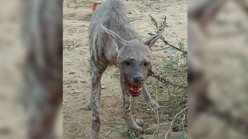 Viralizan video, fotos y audios captados supuestamente en Santiago: "Esta bestia se comió un hombre"