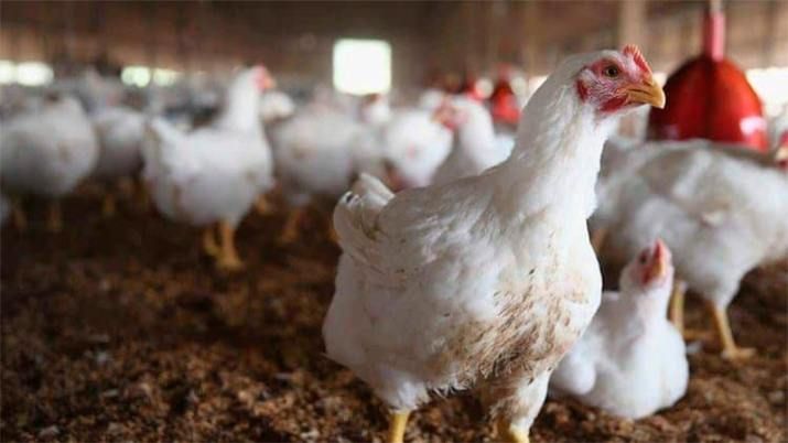 Pollo: el consumo levanta vuelo pero la producción hace agua