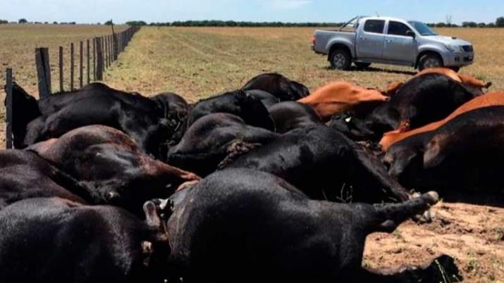 Un rayo mató a 22 vacas en La Pampa