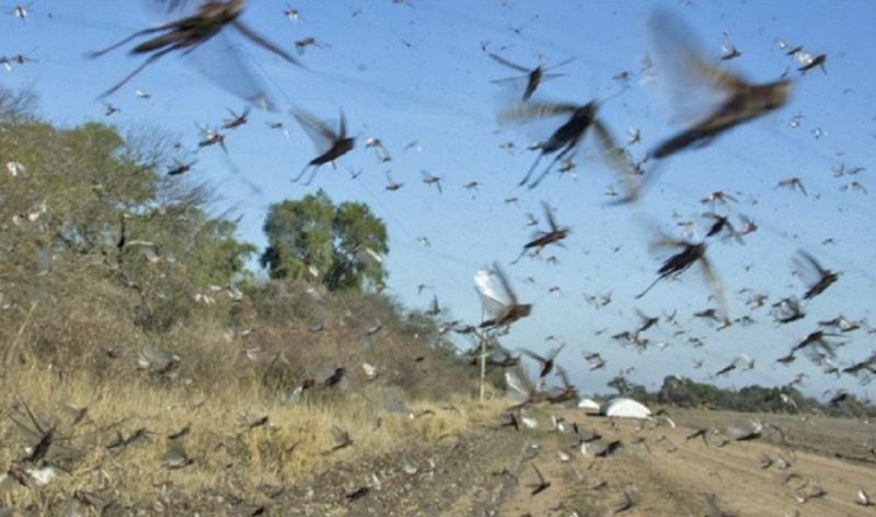 La manga de langostas más grande del país llegó a Santiago y preocupa el ataque a cultivos