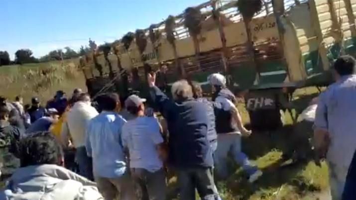 Volcó un camión con chanchos y los vecinos los carnearon en plena ruta