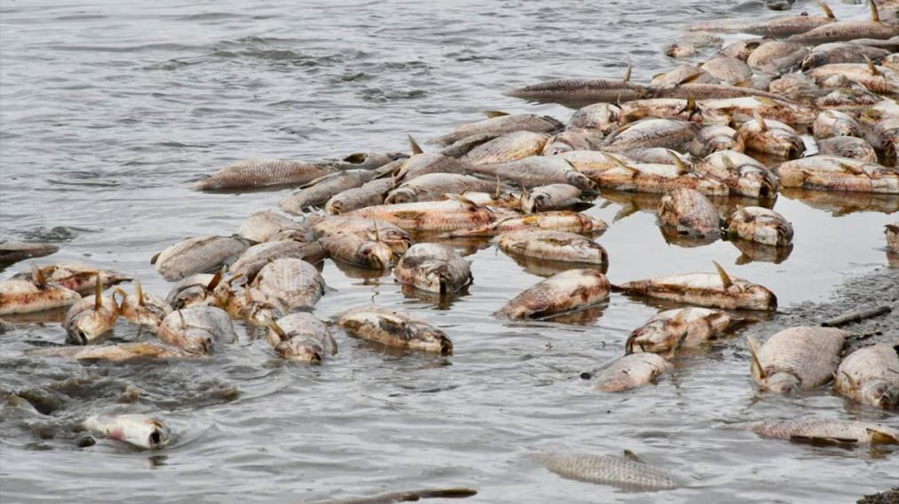 Iniciarán acciones penales ante la mortandad masiva de peces en el Embalse de Río Hondo