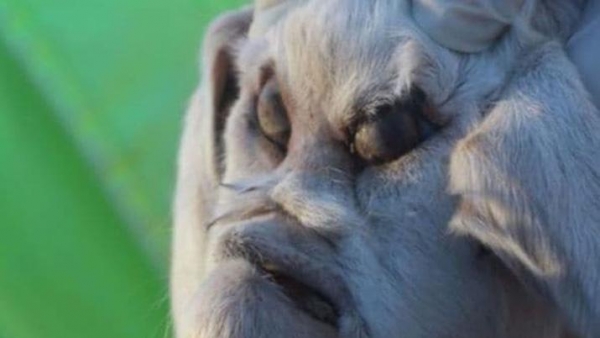 Conmoción en San Luis por el nacimiento de un cabrito con rasgos humanos