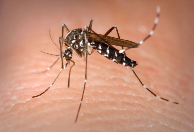 Suben de 20 a 34 los muertos por dengue en Paraguay en una semana
