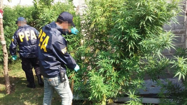 Se secuestraron 972 dosis, 80 plantas y semillas de marihuana