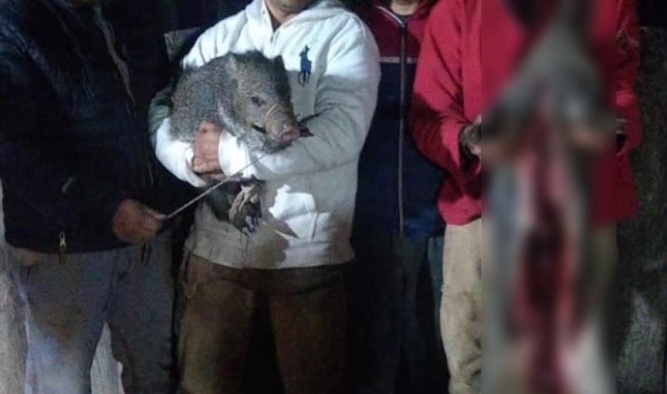 Lanzan fuerte embestida contra caza furtiva de preciadas especies en extinción, en Monte Quemado