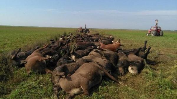 La Pampa: casi 200 vacas murieron producto del calor