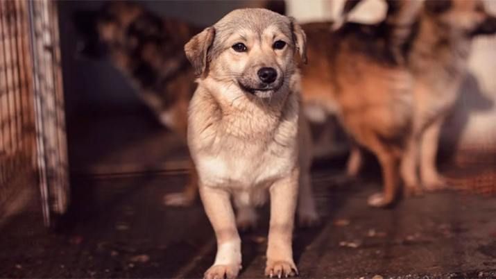 Donaron alimento envenenado a varios refugios y mataron a más de 20 perros