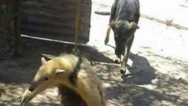 Puso en venta un oso hormiguero y generó indignación en las redes sociales