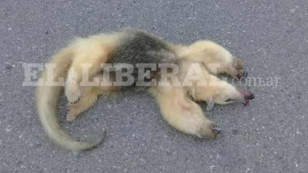 La imagen más triste: un Oso Melero murió atropellado