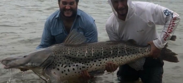 Pescadores chaqueños atraparon un surubí de 80 kilos