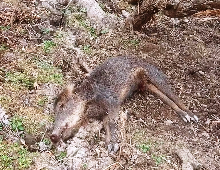 Masiva muerte de animales silvestres por calor extremo en el Chaco paraguayo