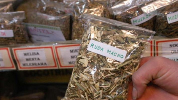 Según las creencias, mañana hay que tomar té de ruda para "alejar las pestes"