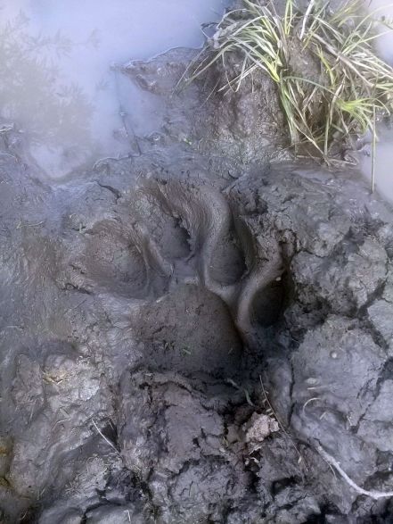 Pobladores aseguran que un yaguareté mató una ternera y una burra en zona de Miraflores