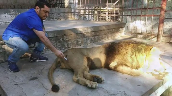Los felinos del ex zoológico serán trasladados a fines de febrero