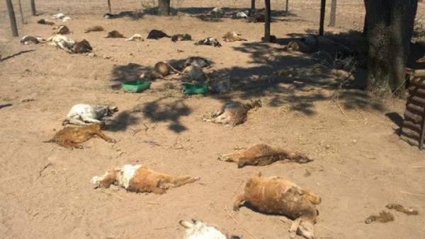 Tercer ataque de la supuesta leona en Quimilí: mató un Pitbull y tres chanchos
